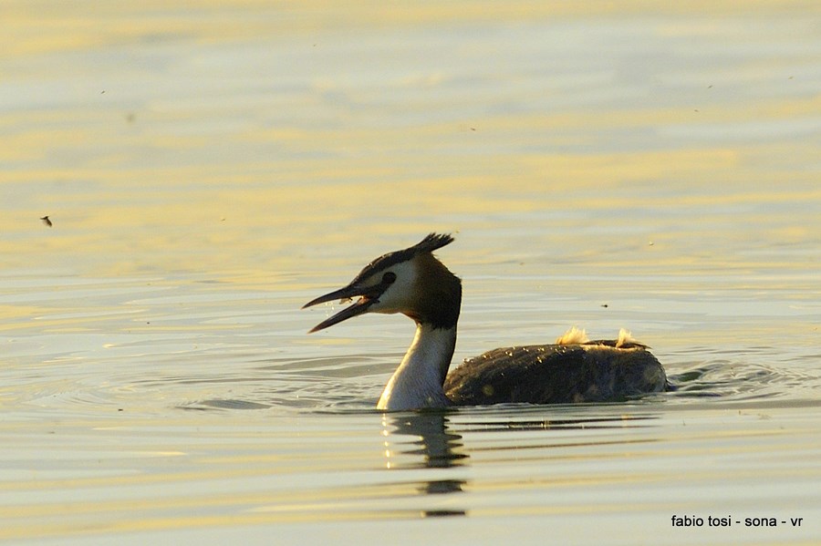 Lo svasso si ciber� anche di pesce,forse, .....